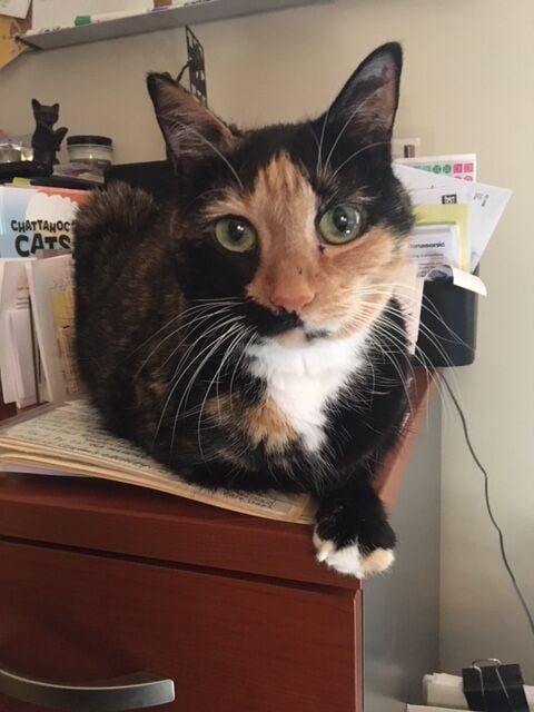 Puddin' the cat